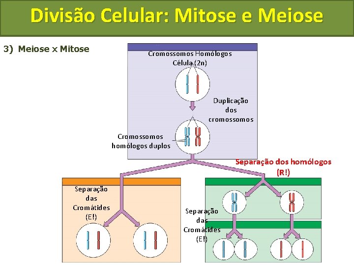 Divisão Celular: Mitose e Meiose 3) Meiose x Mitose Cromossomos Homólogos Célula (2 n)