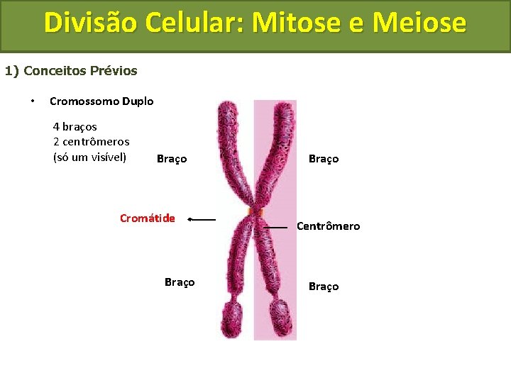 Divisão Celular: Mitose e Meiose 1) Conceitos Prévios • Cromossomo Duplo 4 braços 2