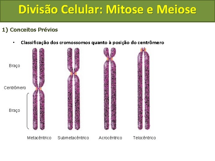 Divisão Celular: Mitose e Meiose 1) Conceitos Prévios • Classificação dos cromossomos quanto à