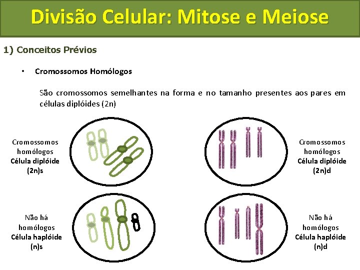 Divisão Celular: Mitose e Meiose 1) Conceitos Prévios • Cromossomos Homólogos São cromossomos semelhantes