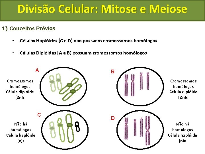 Divisão Celular: Mitose e Meiose 1) Conceitos Prévios • Células Haplóides (C e D)