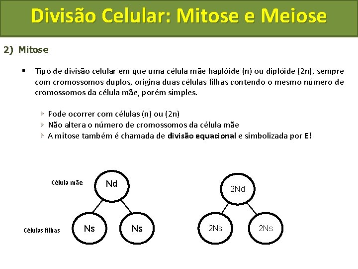 Divisão Celular: Mitose e Meiose 2) Mitose § Tipo de divisão celular em que