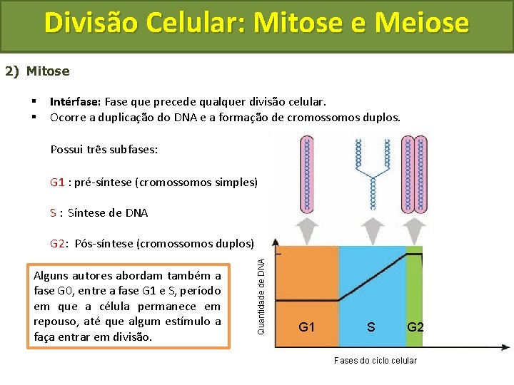 Divisão Celular: Mitose e Meiose 2) Mitose § § Intérfase: Fase que precede qualquer