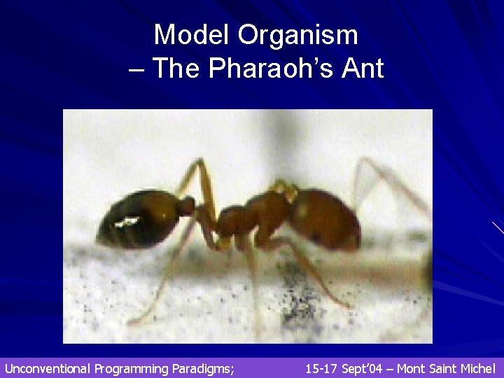 Model Organism – The Pharaoh’s Ant Unconventional Programming Paradigms; 15 -17 Sept’ 04 – Model Organism – The Pharaoh’s Ant Unconventional Programming Paradigms; 15 -17 Sept’ 04 –