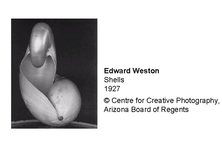 Edward Weston Shells 1927 © Centre for Creative Photography, Arizona Board of Regents 