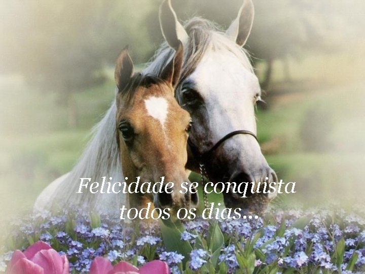 Felicidade se conquista todos os dias. . . 