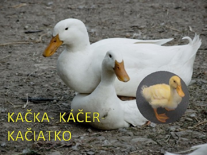 KAČKA- KÁČERKAČIATKO 