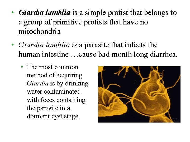  • Giardia lamblia is a simple protist that belongs to a group of