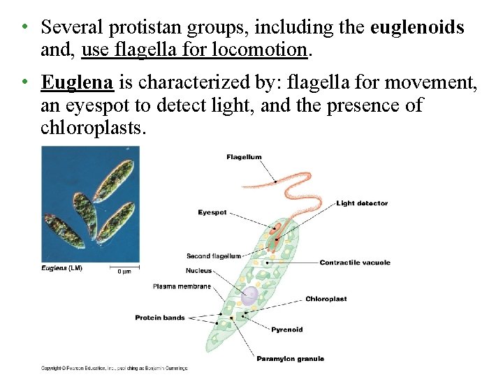  • Several protistan groups, including the euglenoids and, use flagella for locomotion. •