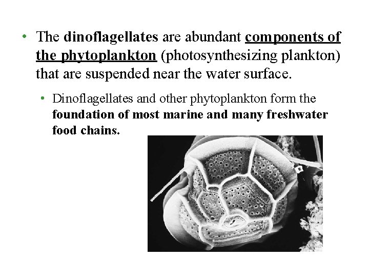  • The dinoflagellates are abundant components of the phytoplankton (photosynthesizing plankton) that are