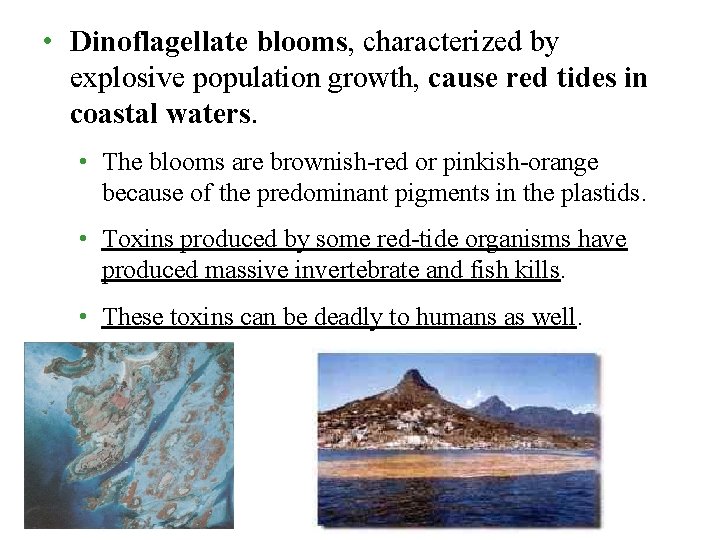  • Dinoflagellate blooms, characterized by explosive population growth, cause red tides in coastal