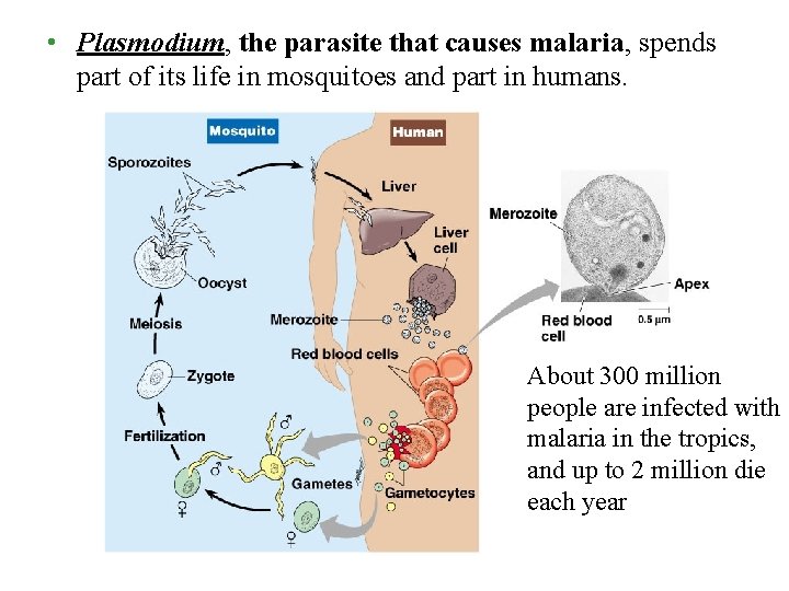  • Plasmodium, the parasite that causes malaria, spends part of its life in