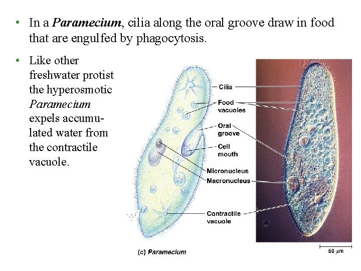  • In a Paramecium, cilia along the oral groove draw in food that