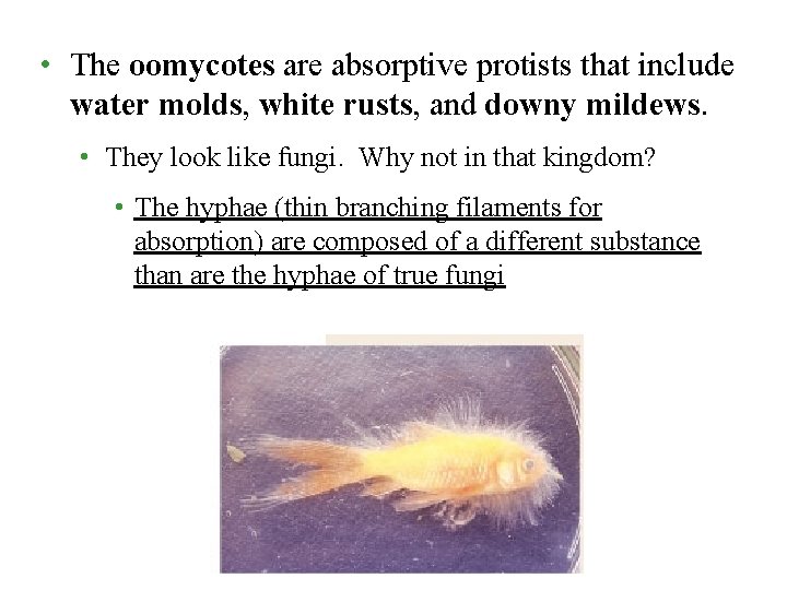  • The oomycotes are absorptive protists that include water molds, white rusts, and