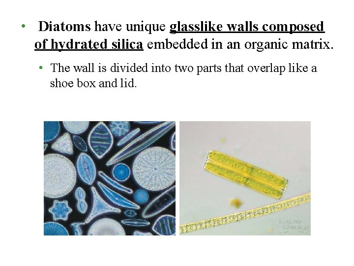  • Diatoms have unique glasslike walls composed of hydrated silica embedded in an