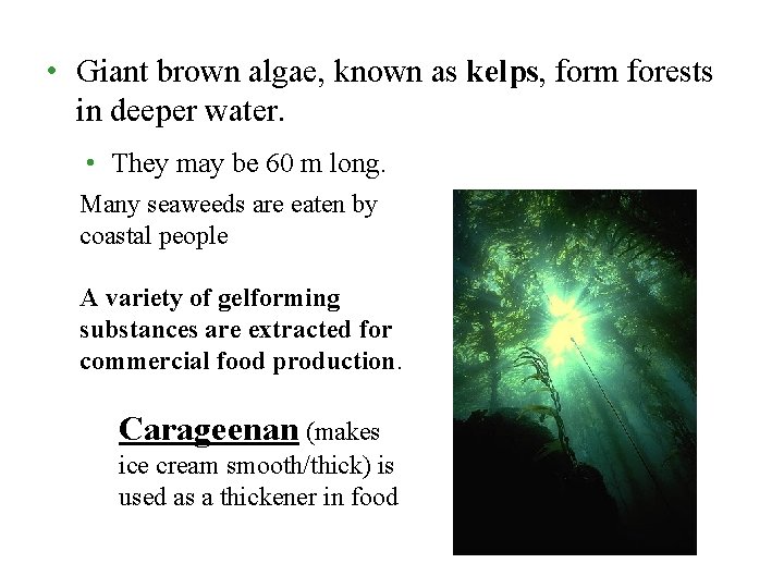  • Giant brown algae, known as kelps, form forests in deeper water. •