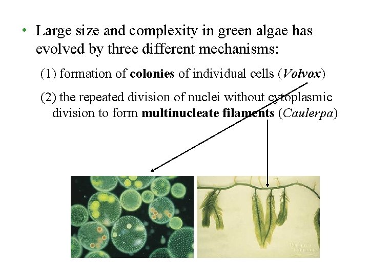  • Large size and complexity in green algae has evolved by three different