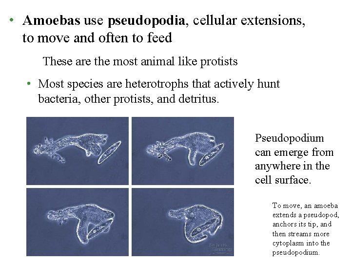  • Amoebas use pseudopodia, cellular extensions, to move and often to feed These