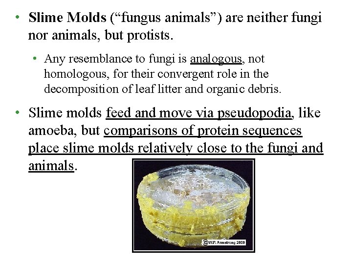  • Slime Molds (“fungus animals”) are neither fungi nor animals, but protists. •