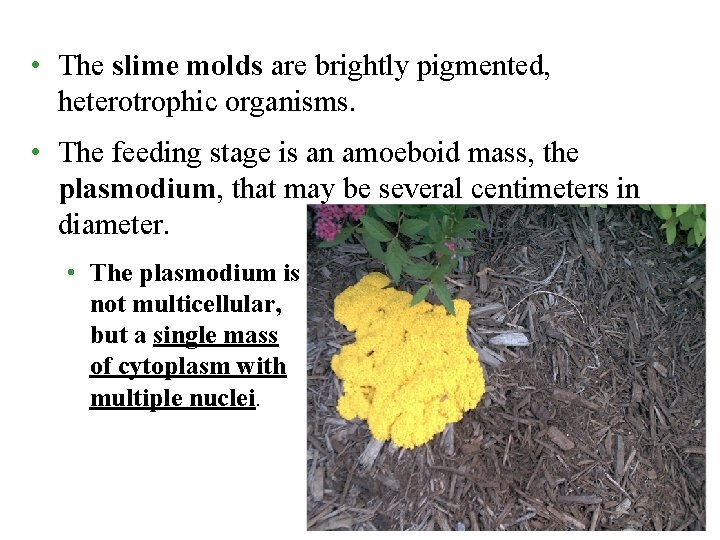  • The slime molds are brightly pigmented, heterotrophic organisms. • The feeding stage