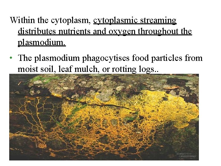 Within the cytoplasm, cytoplasmic streaming distributes nutrients and oxygen throughout the plasmodium. • The