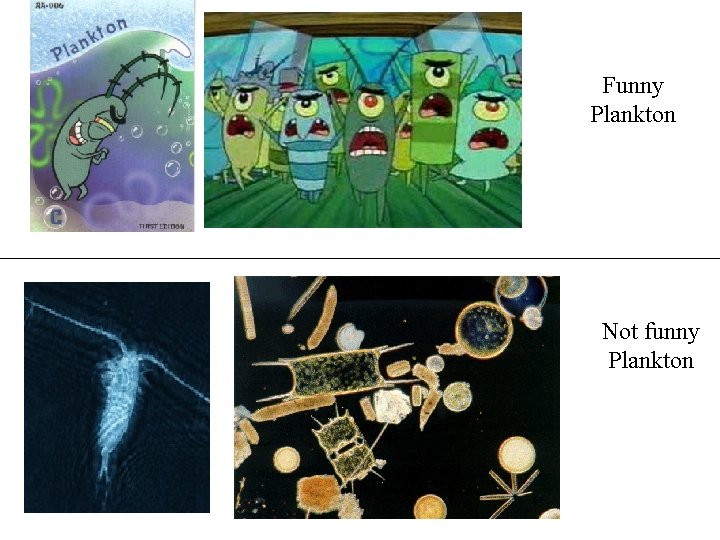 Funny Plankton Not funny Plankton 