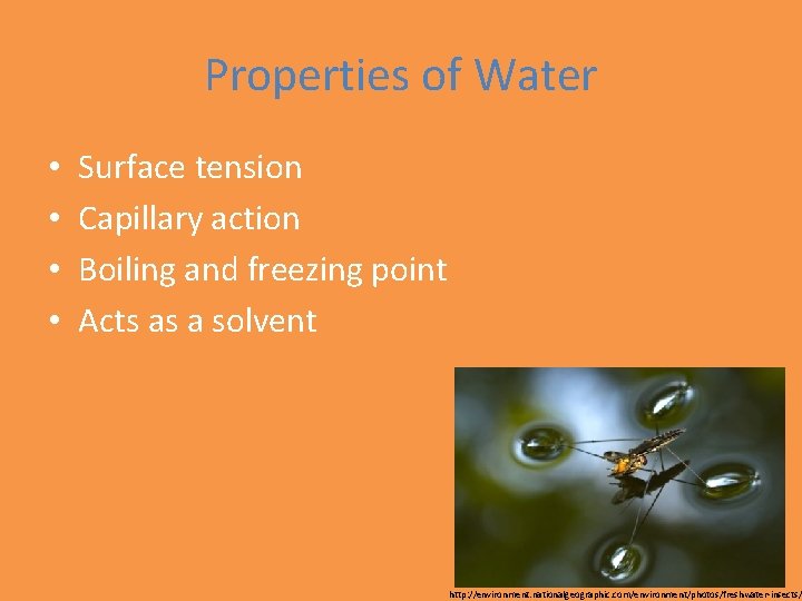 Properties of Water • • Surface tension Capillary action Boiling and freezing point Acts