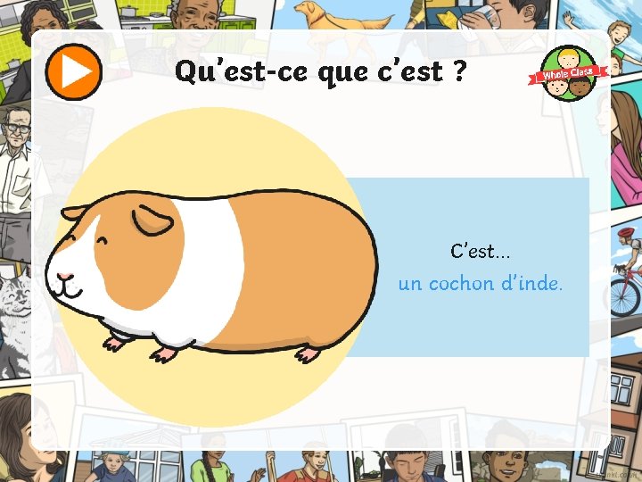 Qu’est-ce que c’est ? C’est. . . un cochon d’inde. 