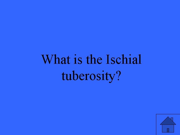 What is the Ischial tuberosity? 