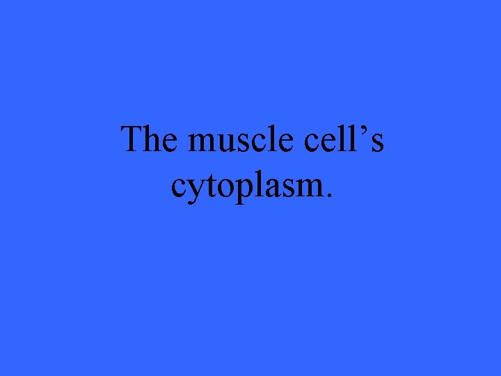 The muscle cell’s cytoplasm. 