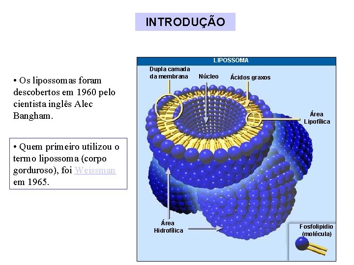 INTRODUÇÃO LIPOSSOMA • Os lipossomas foram descobertos em 1960 pelo cientista inglês Alec Bangham.