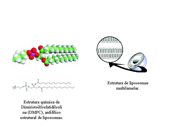 Estrutura de lipossomas multilamelar. Estrutura química da Dimiristoilfosfatidilcoli na (DMPC), anfifílico estrutural de lipossomas.