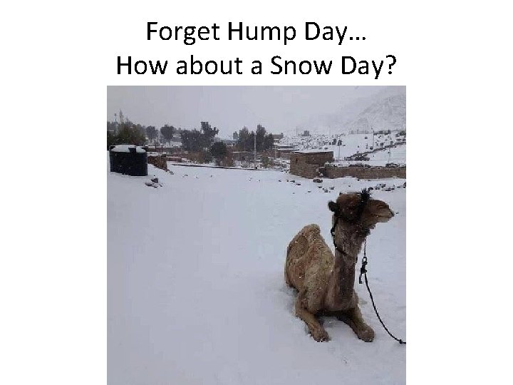Forget Hump Day… How about a Snow Day? 