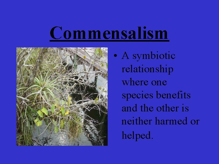 Commensalism • A symbiotic relationship where one species benefits and the other is neither