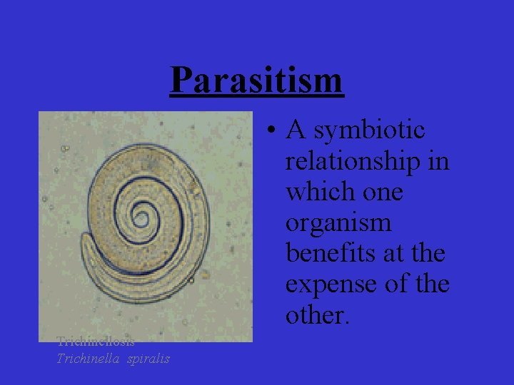 Parasitism • A symbiotic relationship in which one organism benefits at the expense of