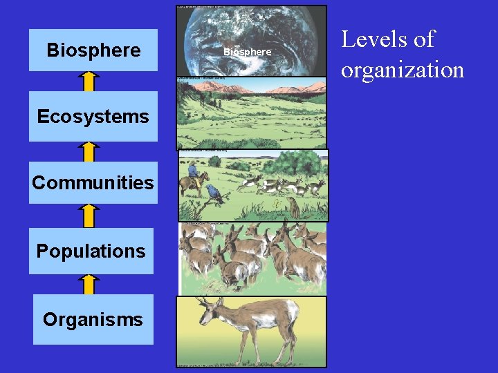 Biosphere Ecosystems Communities Populations Organisms Biosphere Levels of organization 