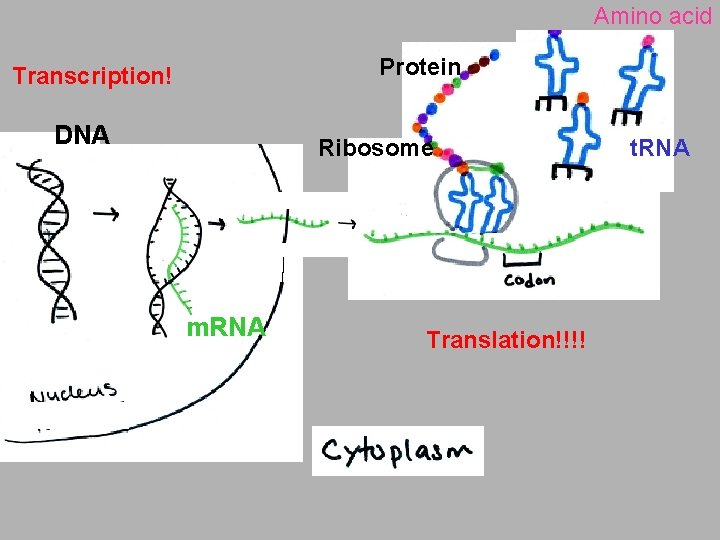 Amino acid Protein Transcription! DNA Ribosome m. RNA Translation!!!! t. RNA 