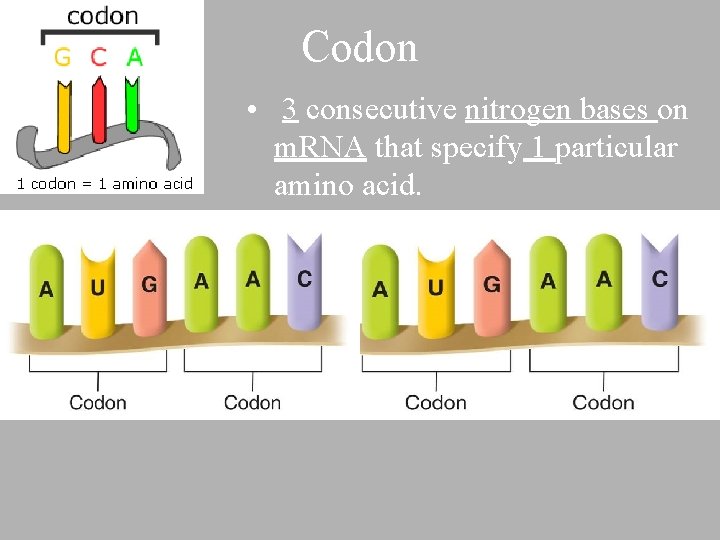 Codon • 3 consecutive nitrogen bases on m. RNA that specify 1 particular amino