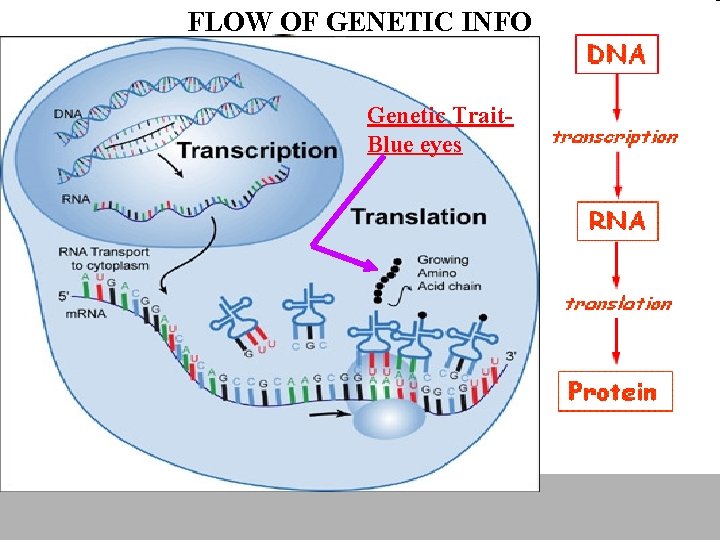 FLOW OF GENETIC INFO Genetic Trait. Blue eyes 