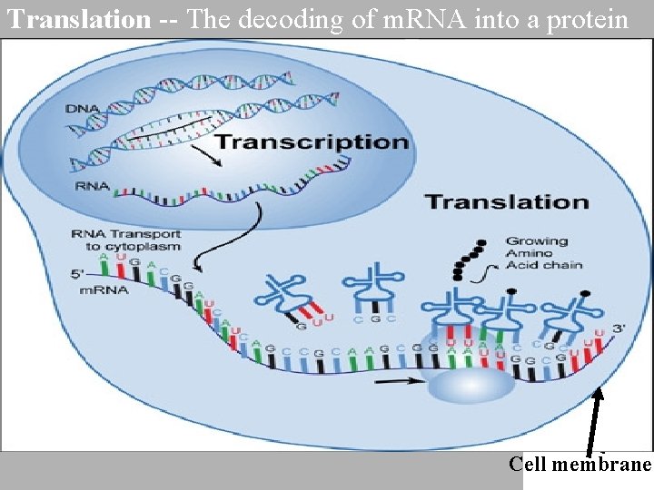 Translation -- The decoding of m. RNA into a protein Nuclear envelope Amino acid