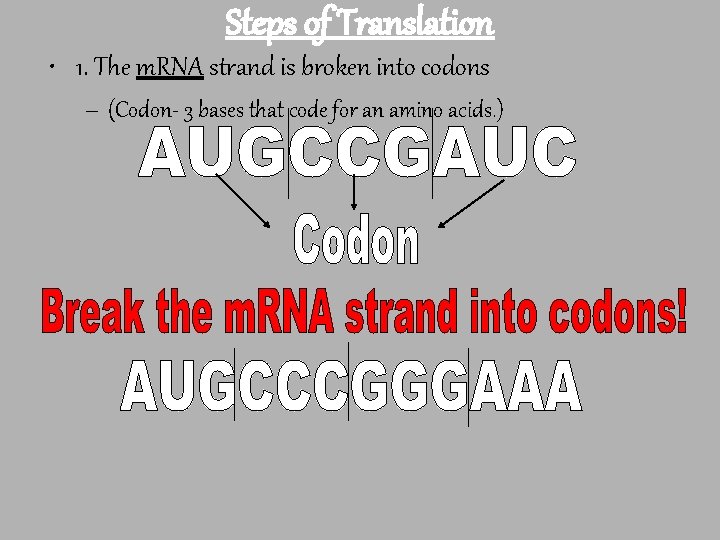 Steps of Translation • 1. The m. RNA strand is broken into codons –