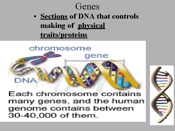 Genes • Sections of DNA that controls making of physical traits/proteins 
