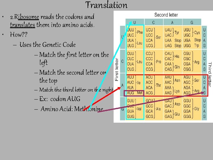 Translation • 2. Ribosome reads the codons and translates them into amino acids. •