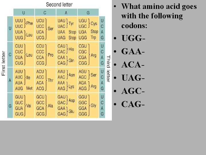  • What amino acid goes with the following codons: • • • UGGGAAACAUAGAGCCAG-