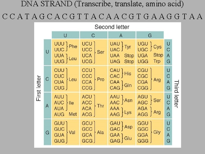 DNA STRAND (Transcribe, translate, amino acid) CCATAGCACGTTACAACGTGAAGGTAA 