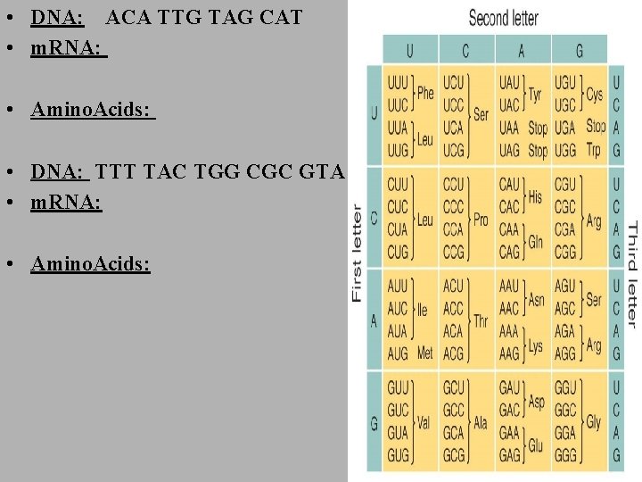  • DNA: ACA TTG TAG CAT • m. RNA: • Amino. Acids: •