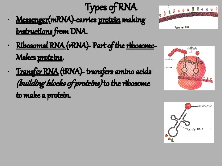 Types of RNA • Messenger(m. RNA)-carries protein making instructions from DNA. • Ribosomal RNA