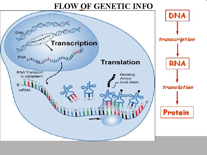 FLOW OF GENETIC INFO 