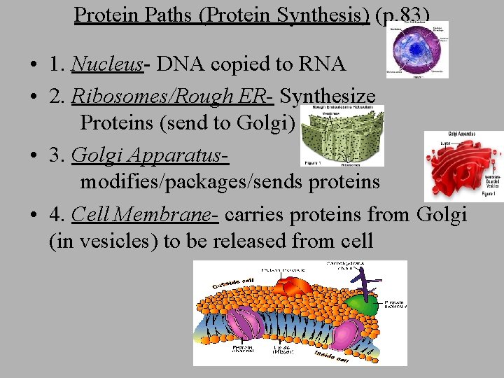 Protein Paths (Protein Synthesis) (p. 83) • 1. Nucleus- DNA copied to RNA •