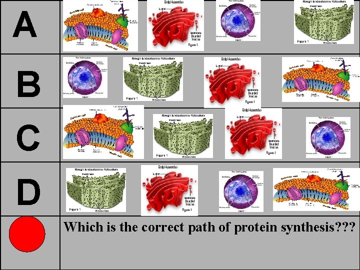 A B C D Which is the correct path of protein synthesis? ? ?
